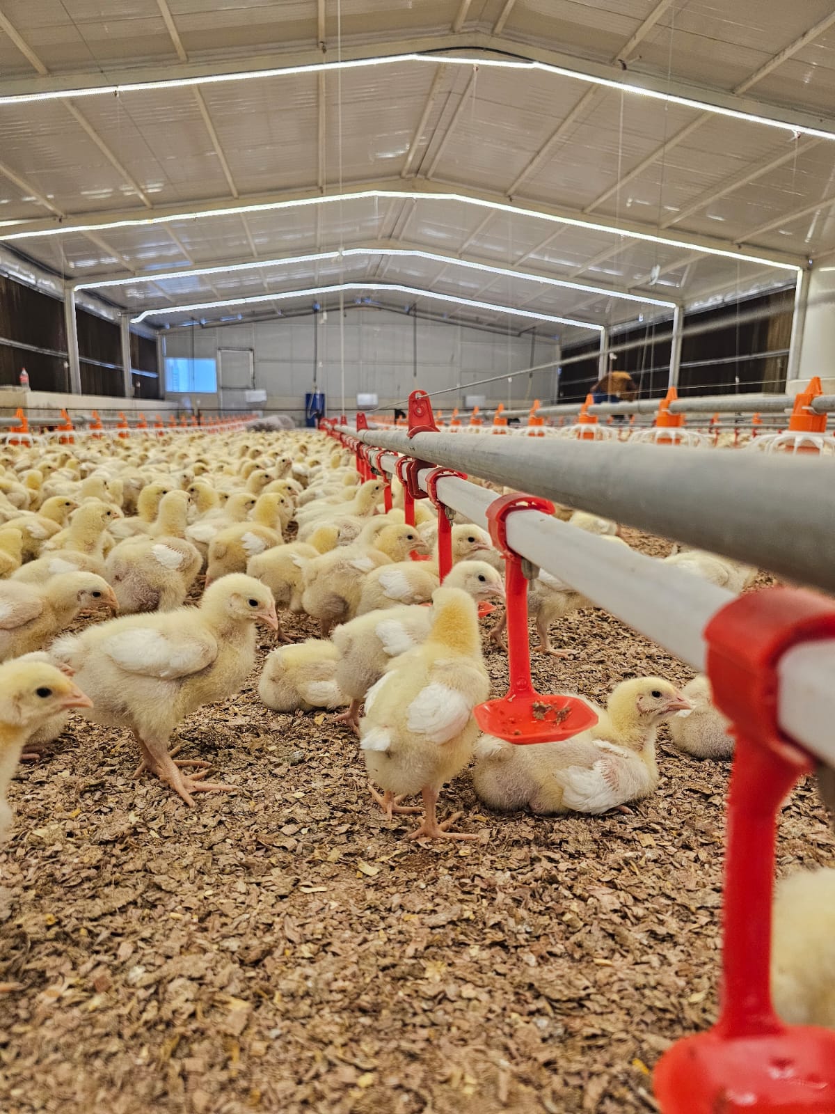 Modern Chicken House Interior at Estera Farms