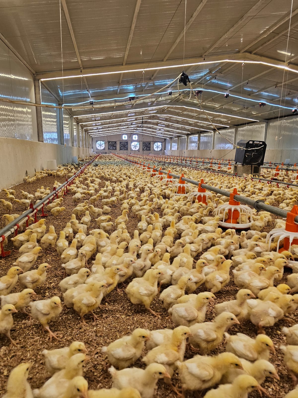 Modern Poultry Facility at Estera Farms